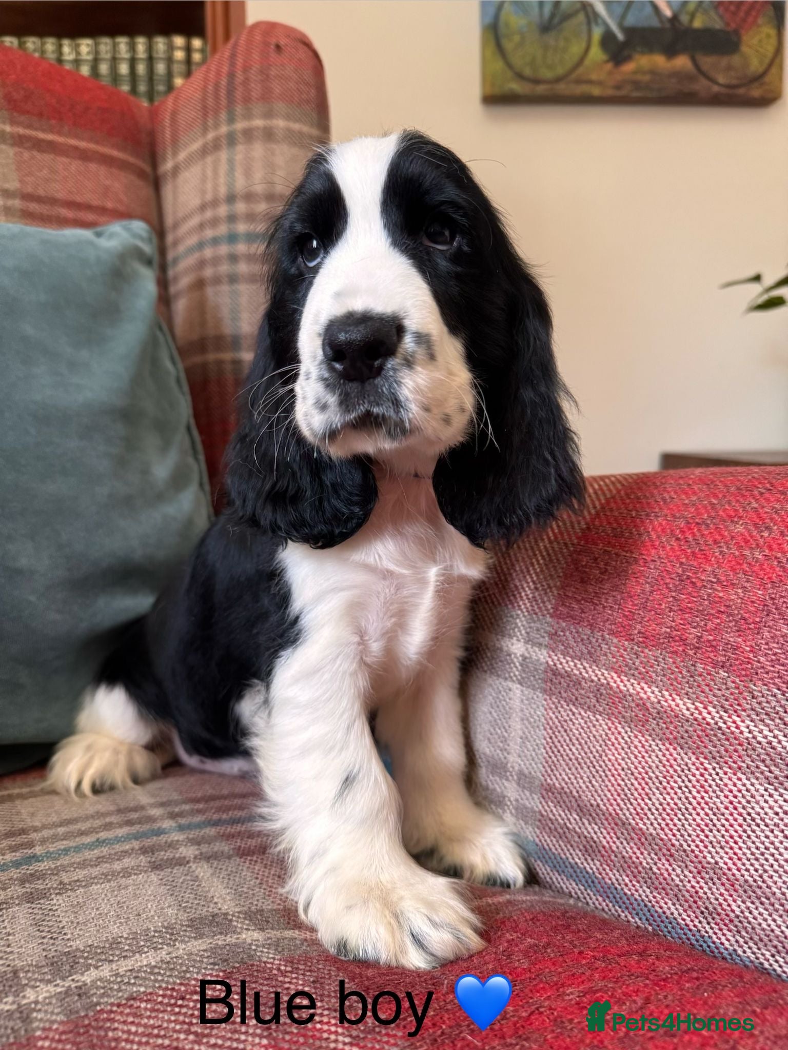 Cocker Spaniel dogs KC reg, health tested, show type cocker spaniels - Advert 1