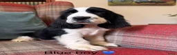 Cocker Spaniel dogs for sale: KC reg, health tested, show type cocker spaniels - Advert 1