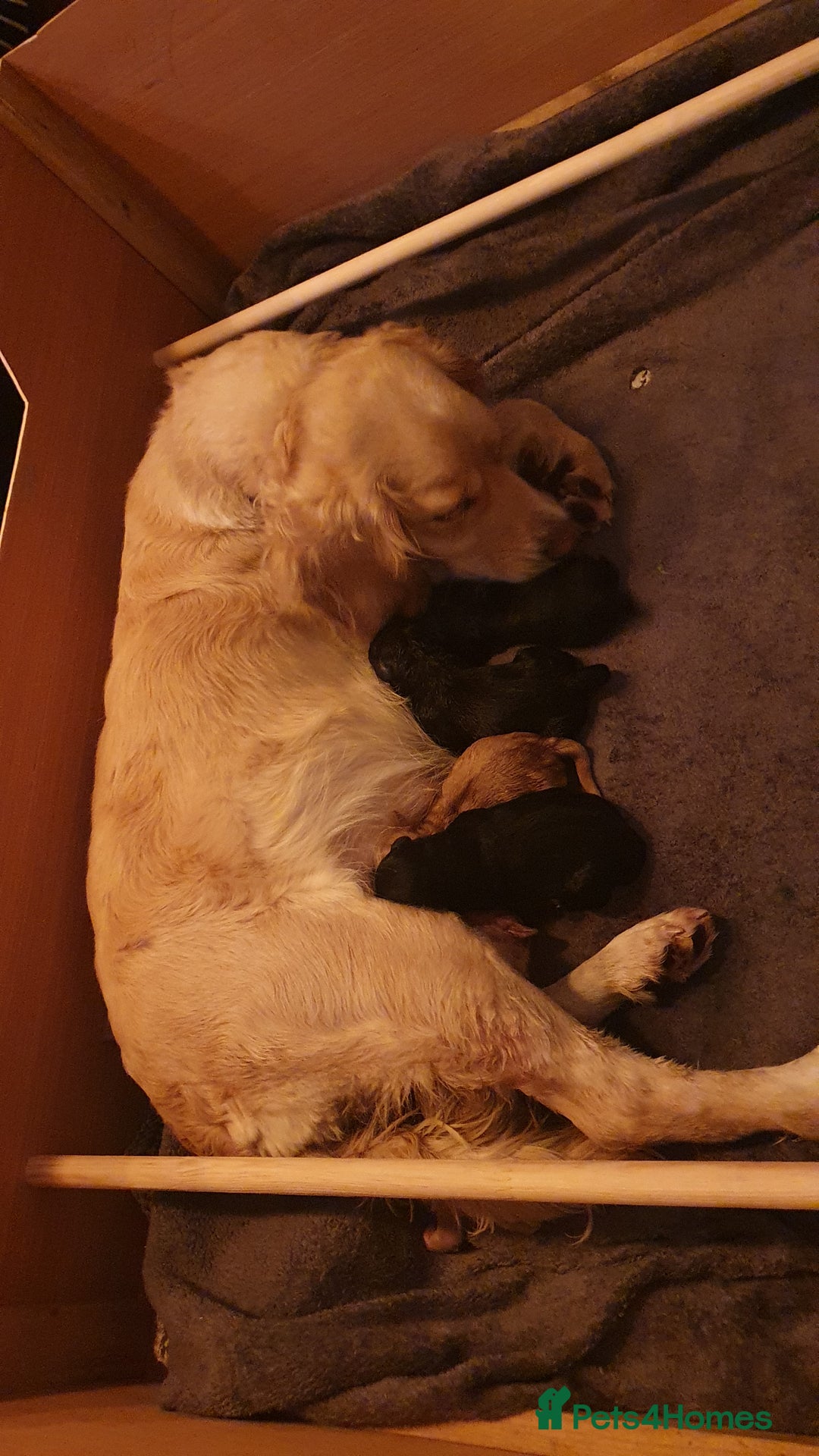 Cockapoo dogs for sale: Gorgeous F2b Cockapoos  - Image 7