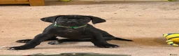 Cane Corso dogs for sale: COLLECT TDAYPure Breed CaneCorso Pups - Advert 9