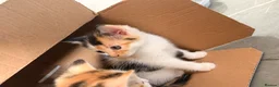 Mixed Breed cats for sale: Kittens looking4forever homes❤️ - Advert 6