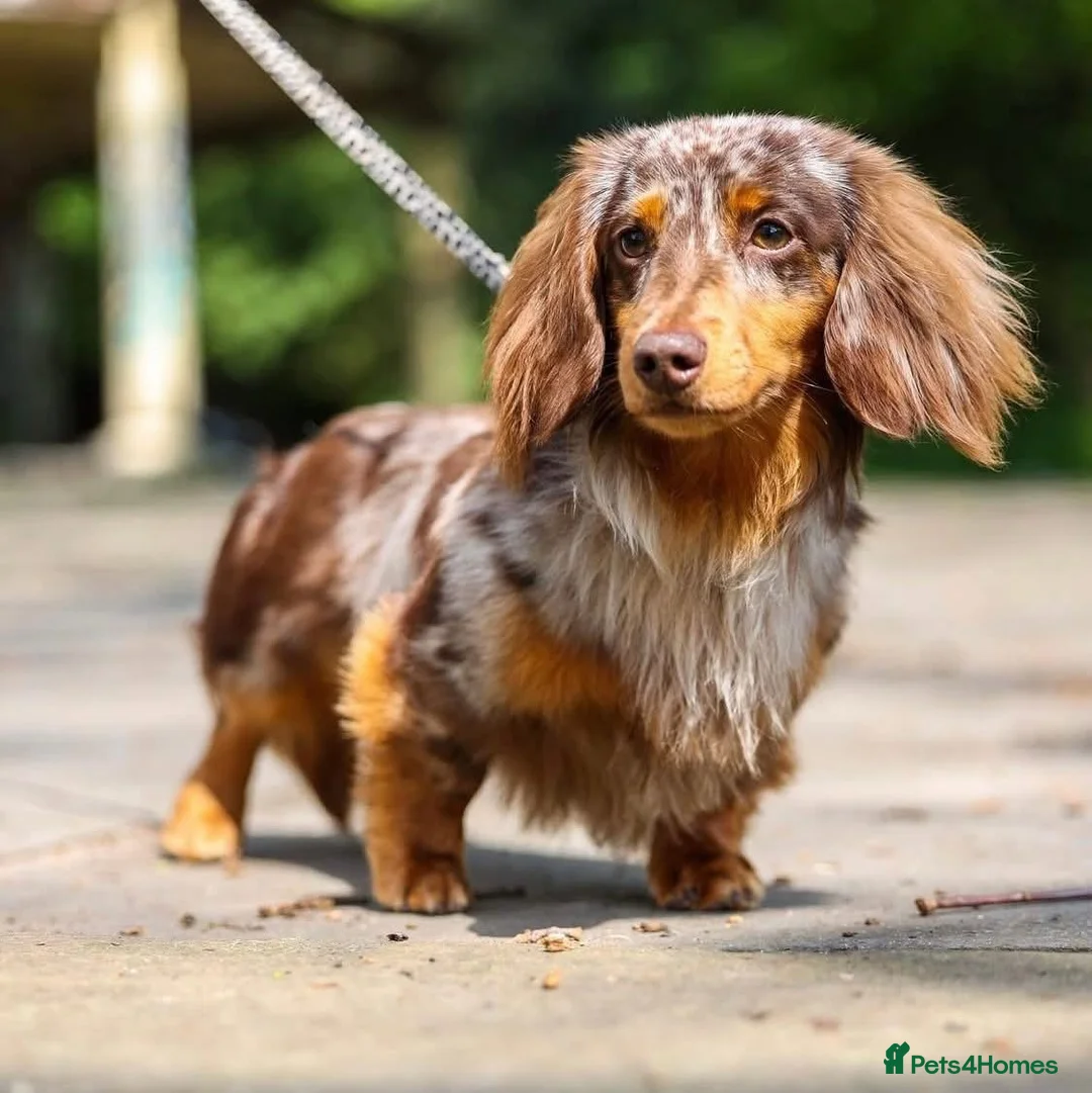 Dachshund dogs for sale: Dapple long haired  - Advert 2