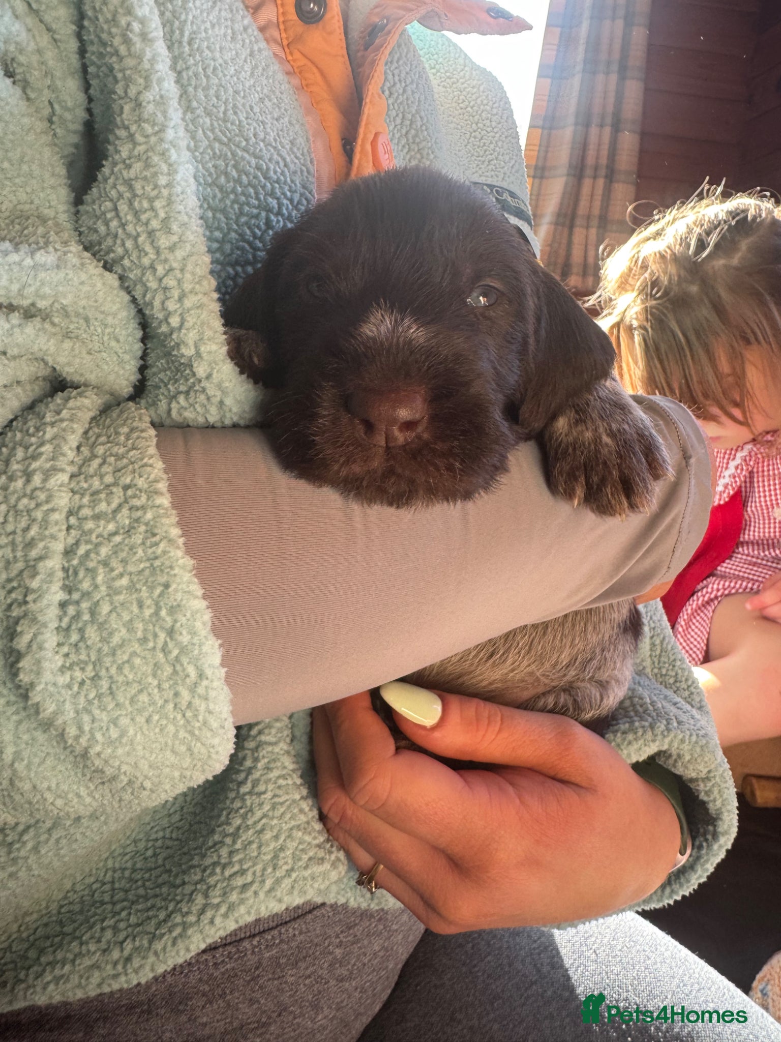 German Wirehaired Pointer dogs KC GWP Pups - Advert 1