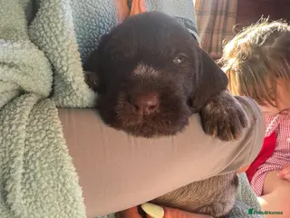 German Wirehaired Pointer dogs KC GWP Pups - Advert 1