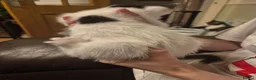 Mixed Breed cats for sale: Beautiful kittens for sale - Advert 9