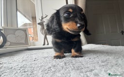 Dachshund dogs for sale: LONGHAIRED MINIATURE DACHSHUND READY NOW - Image 14