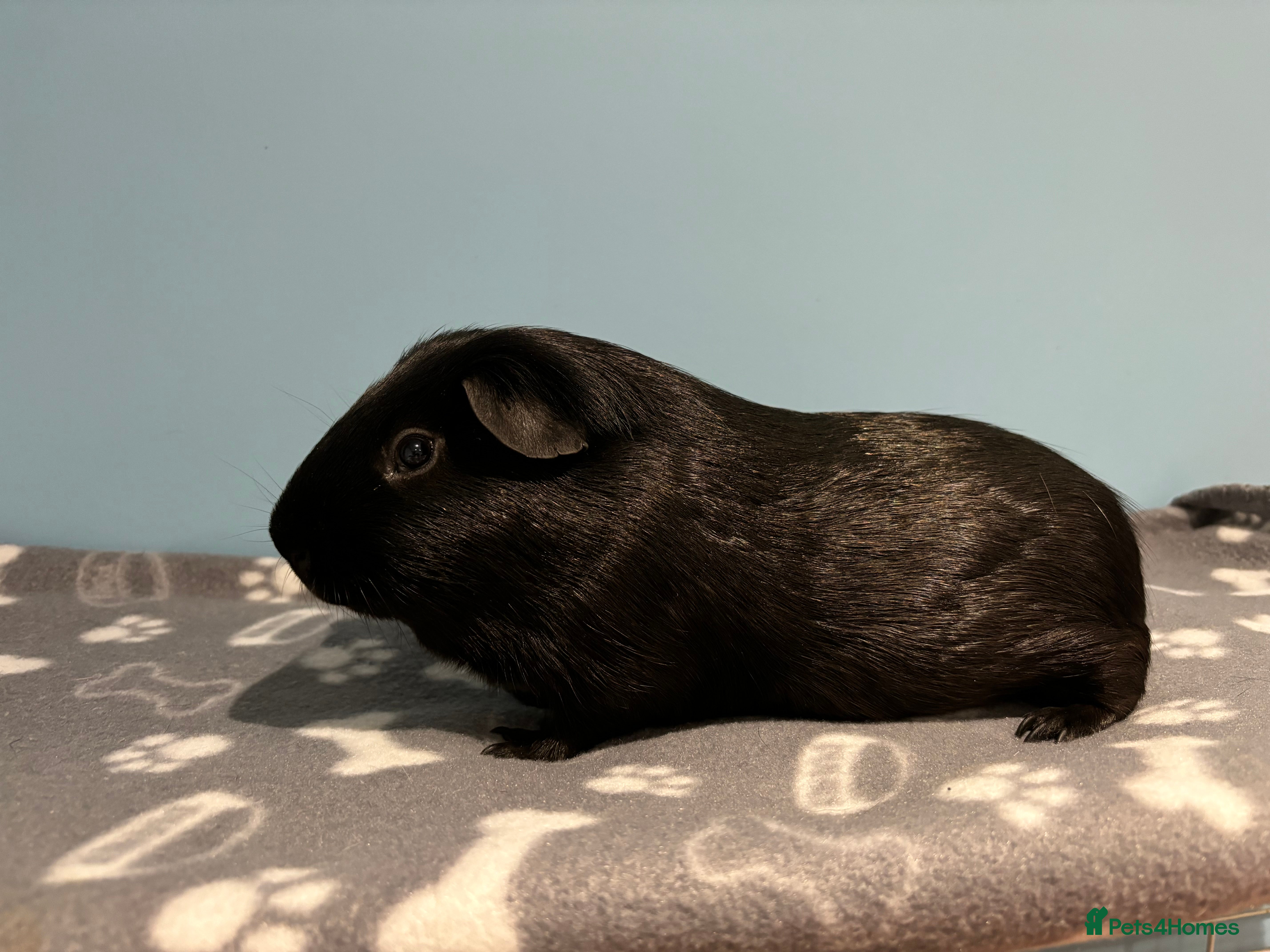 Guinea Pig rodents All Black Male Guinea Pig for sale - Advert 1