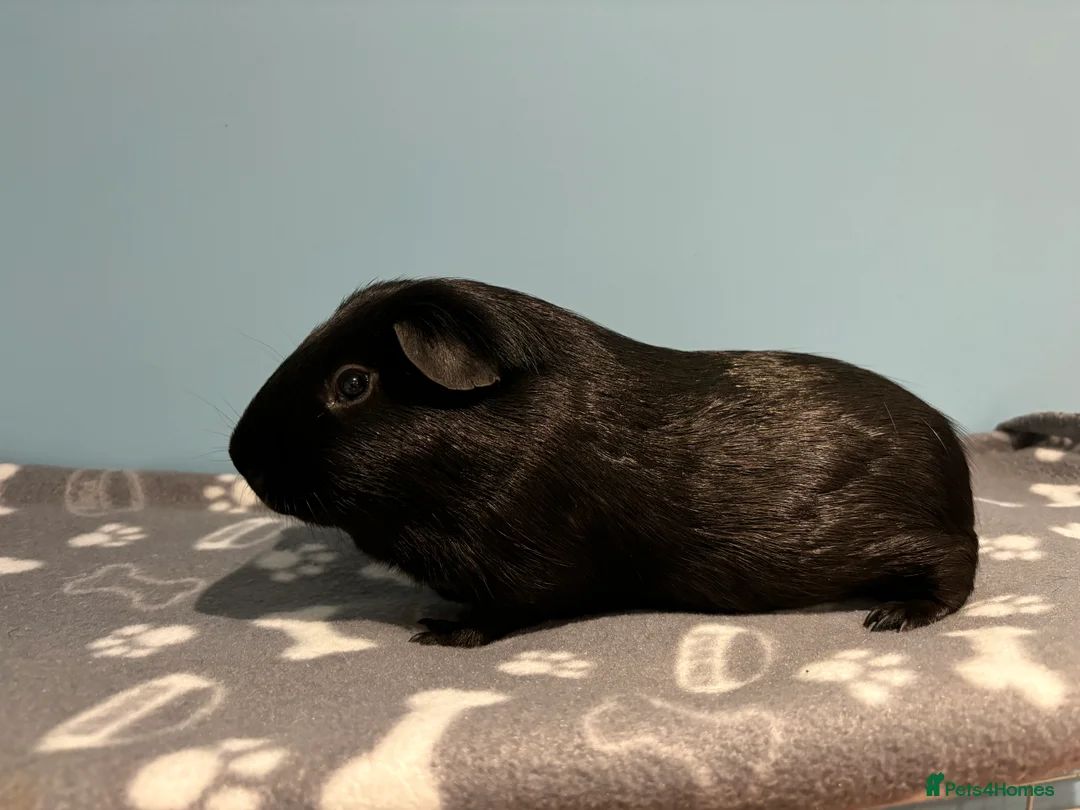 Guinea Pig rodents for sale: All Black Male Guinea Pig for sale - Advert 1