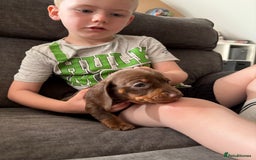 Miniature Dachshund dogs for sale: Miniature dachshund puppies  - Image 29