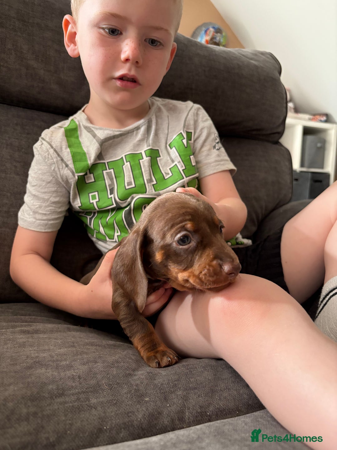 Miniature Dachshund dogs for sale: Miniature dachshund puppies  - Image 29