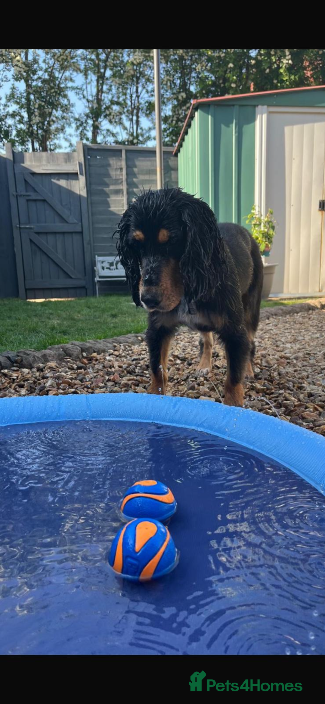 Cocker Spaniel dogs for sale: 2 year old working cocker spaniel - Advert 11