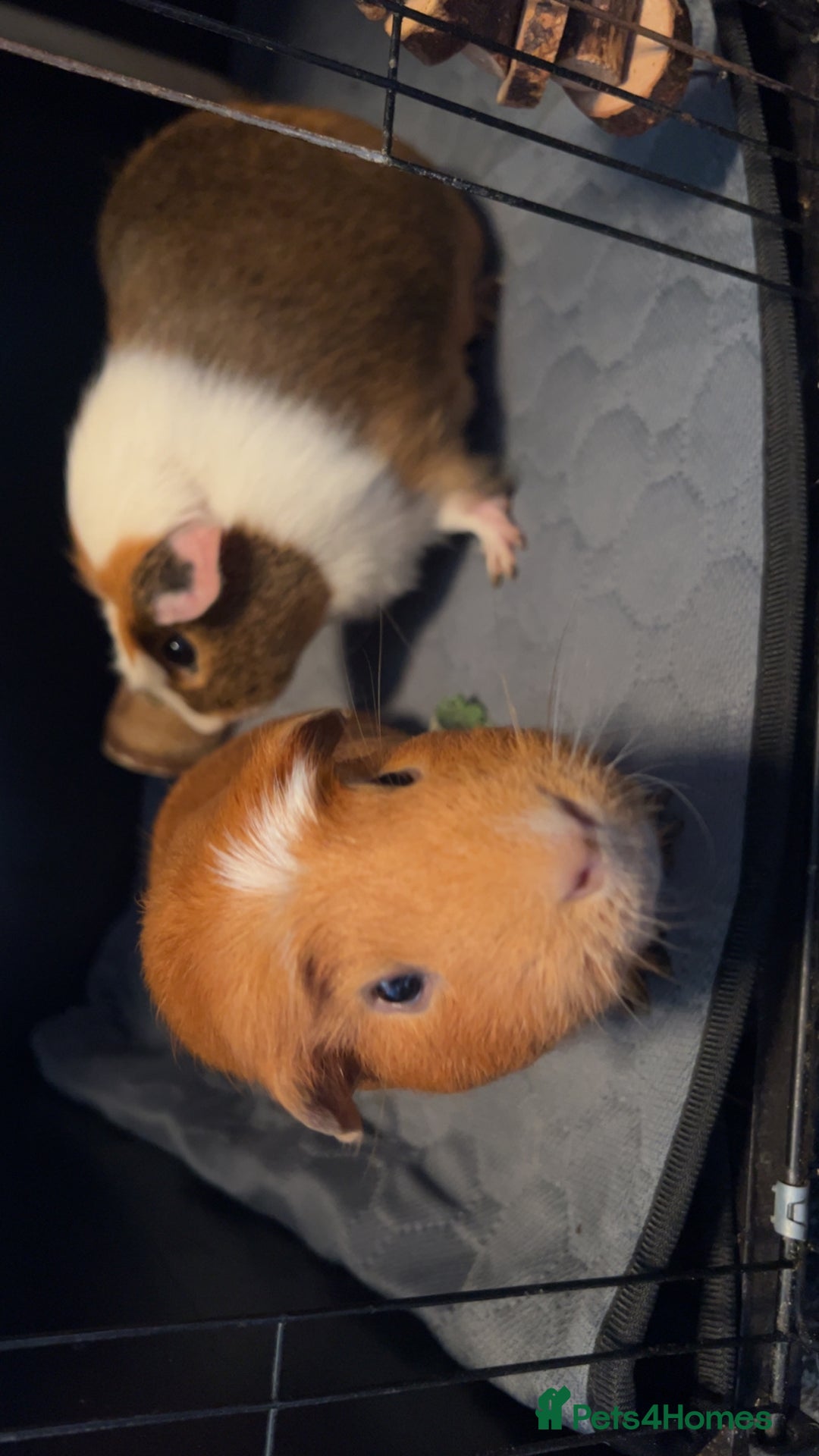 Guinea Pig rodents for sale: 2 male guinea pigs - Image 3