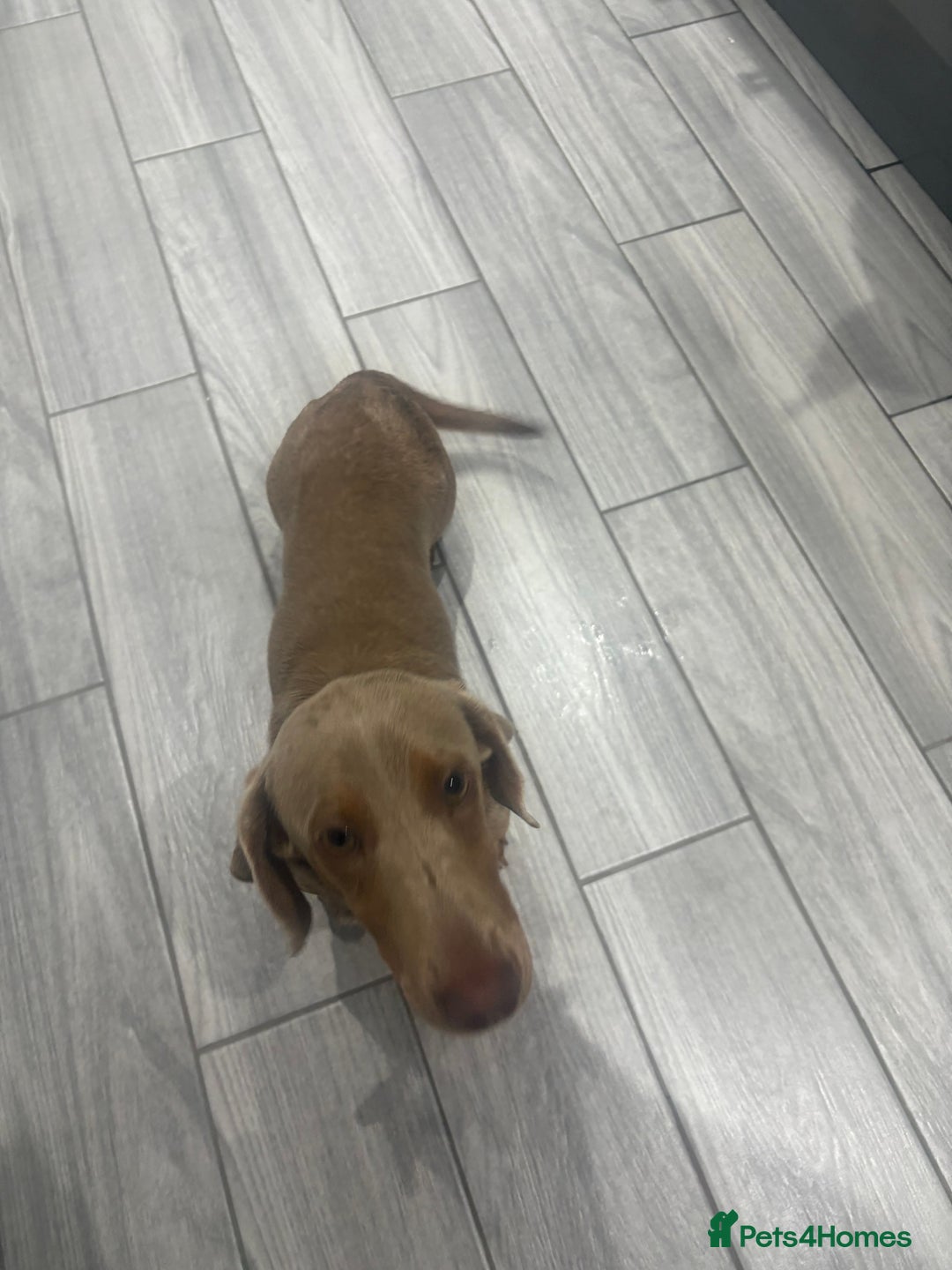 Dachshund dogs for sale: Isabelle and tan miniature dachshund 9 months old  - Image 2