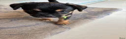 Mixed Breed dogs for sale: Only 2 males of 6 adorable small rare breed pups - Advert 21