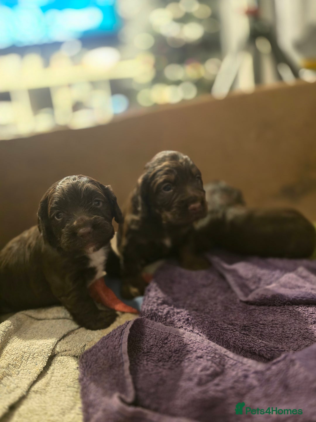 Cocker Spaniel dogs for sale: Cocker spaniel puppies - Advert 3