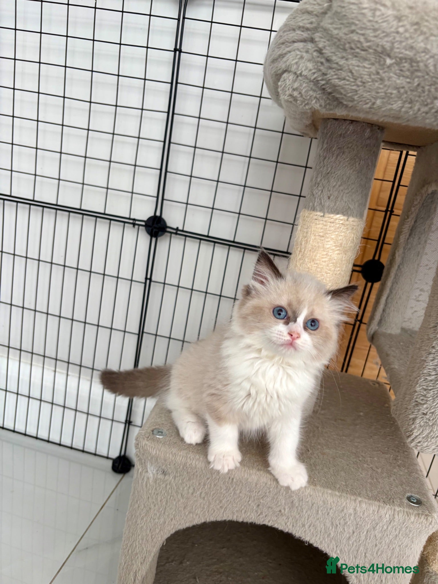 Ragdoll cats Beautiful ragdoll kittens  - Advert 13