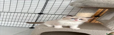 Ragdoll 6
