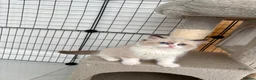Ragdoll cats for sale: Beautiful ragdoll kittens  - Advert 10