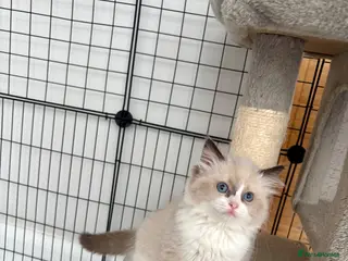 Ragdoll cats Beautiful ragdoll kittens - Advert 13