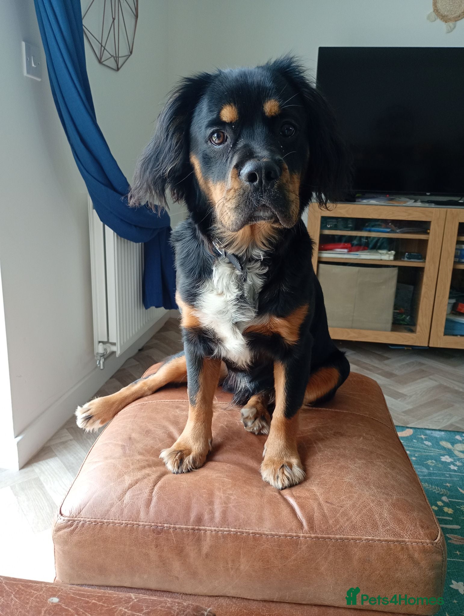 Mixed Breed dogs Archer - 10m bull spaniel - Advert 1