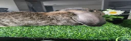 French Lop rabbits for sale: Vaccinated Giant French Lops - Advert 9