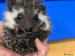 Pygmy Hedgehog rodents Stunning black assorted masked 8wk babies ready ! - Advert 3