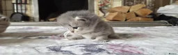 British Shorthair cats for sale: six beautiful British Shorthair  in Halifax - Advert 18