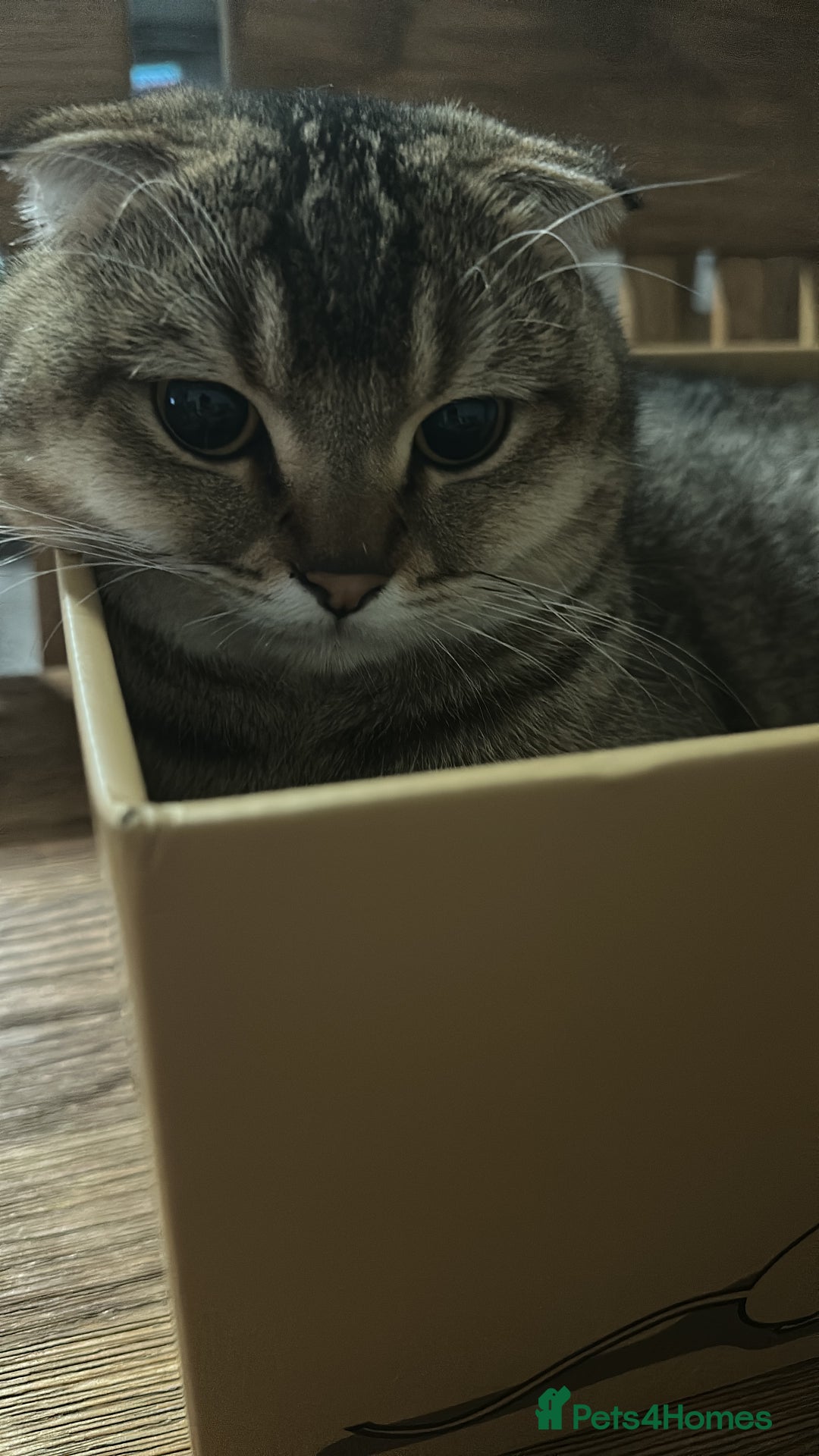 Scottish Fold cats for sale: Scottish fold 1 year old  - Advert 3