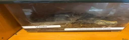 Mixed Breed reptiles for sale: Snakes spiders scorpions  in Macclesfield - Advert 8