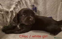 Cocker Spaniel dogs for sale: Exceptional KC Reg Working Cocker Spaniel Puppies - Image 4