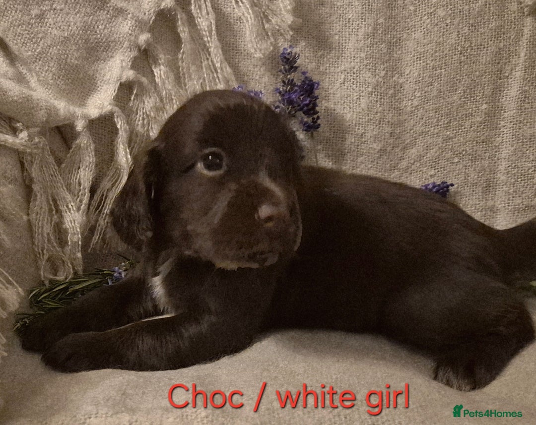 Cocker Spaniel dogs for sale: Exceptional KC Reg Working Cocker Spaniel Puppies - Image 4