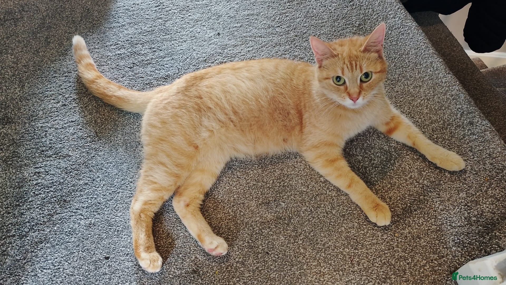 Mixed Breed cats Two beautiful ginger male kittens  - Advert 1