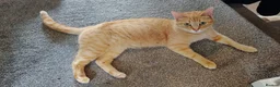 Mixed Breed cats for sale: Two beautiful ginger male kittens  - Advert 1