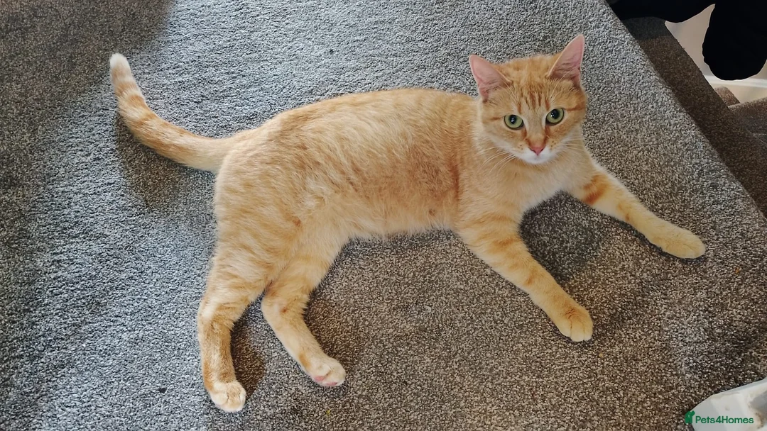 Mixed Breed cats for sale: Two beautiful ginger male kittens  - Advert 1
