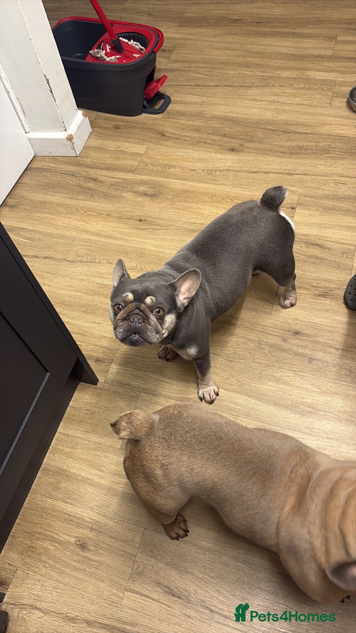 French Bulldog dogs Free to a good home - Advert 1