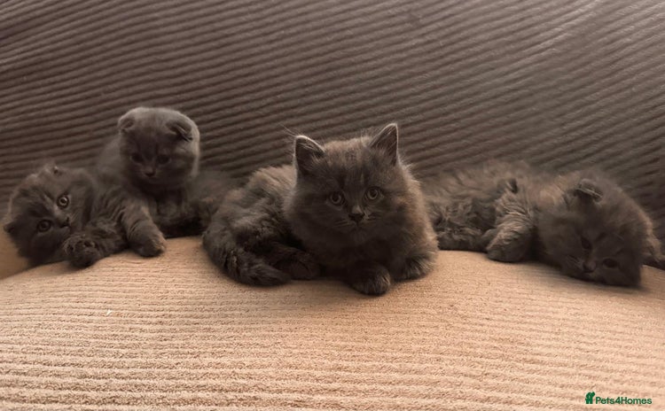 Scottish Fold cats - Advert 2