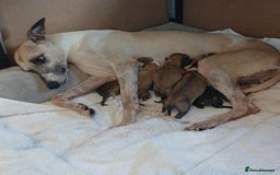 Whippet dogs for sale: Stunningly Beautiful Whippet Puppies. - Image 8