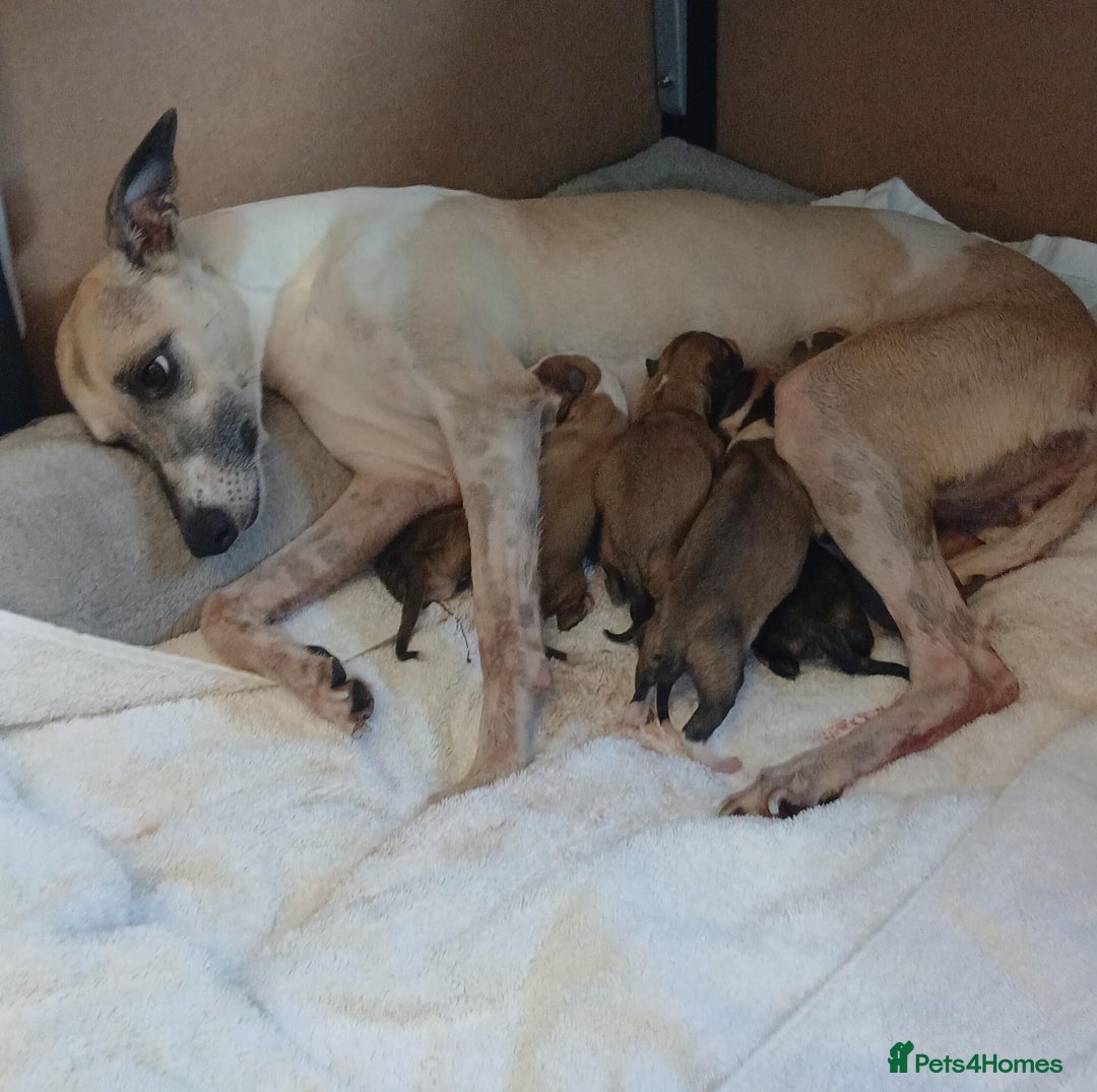 Whippet dogs for sale: Stunningly Beautiful Whippet Puppies. - Image 8
