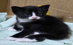 Mixed Breed cats for sale: Tiny Tuxedo Explorer Bella  - Image 1