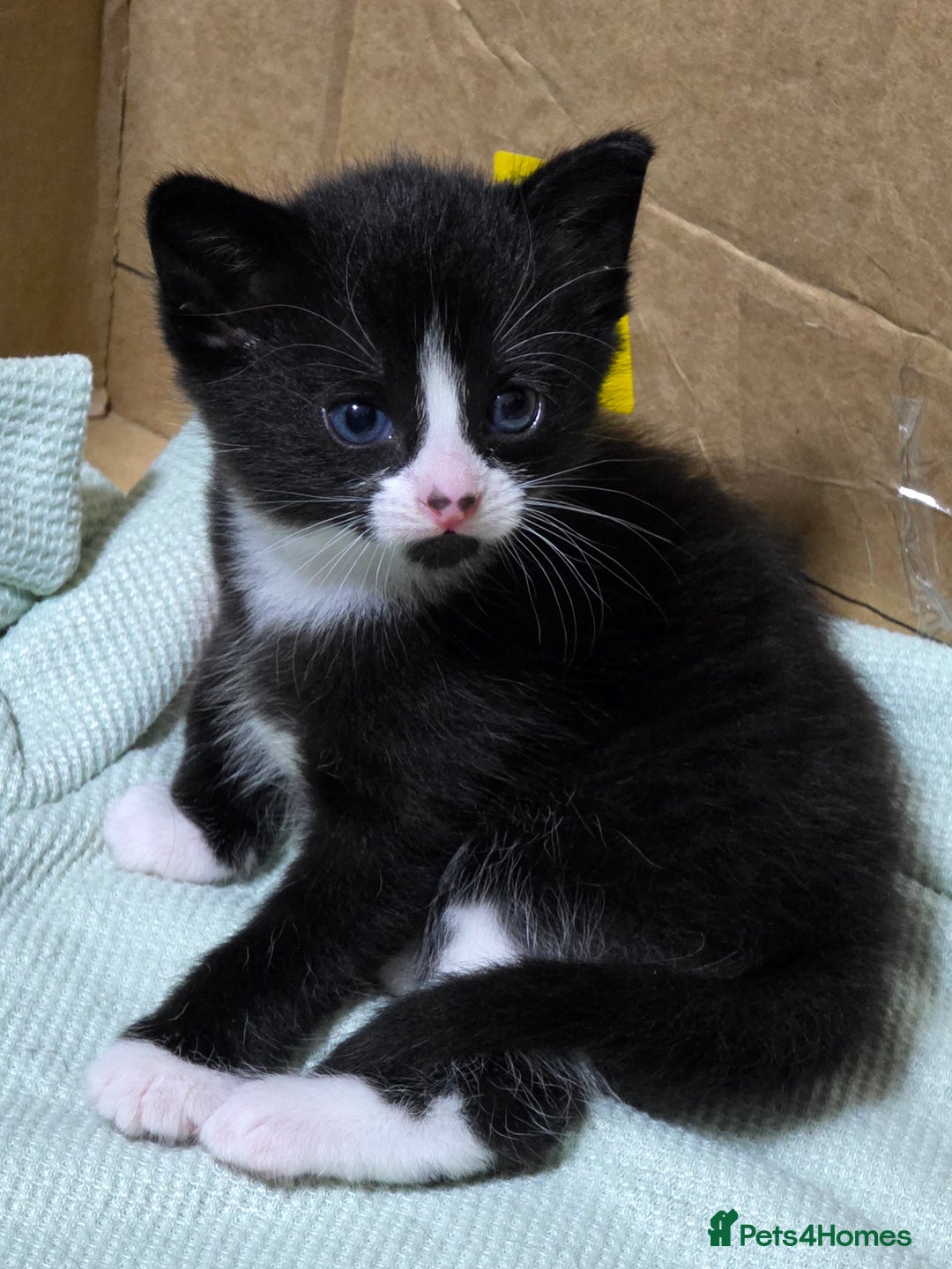 Mixed Breed cats for sale: Tiny Tuxedo Explorer Bella  - Image 1