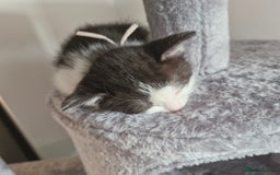 British Shorthair cats for sale: British Shorthair Mix Kittens - Image 2