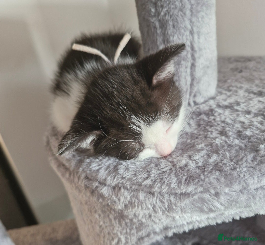 British Shorthair cats for sale: British Shorthair Mix Kittens - Image 2