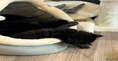 Ragdoll cats - Advert 9
