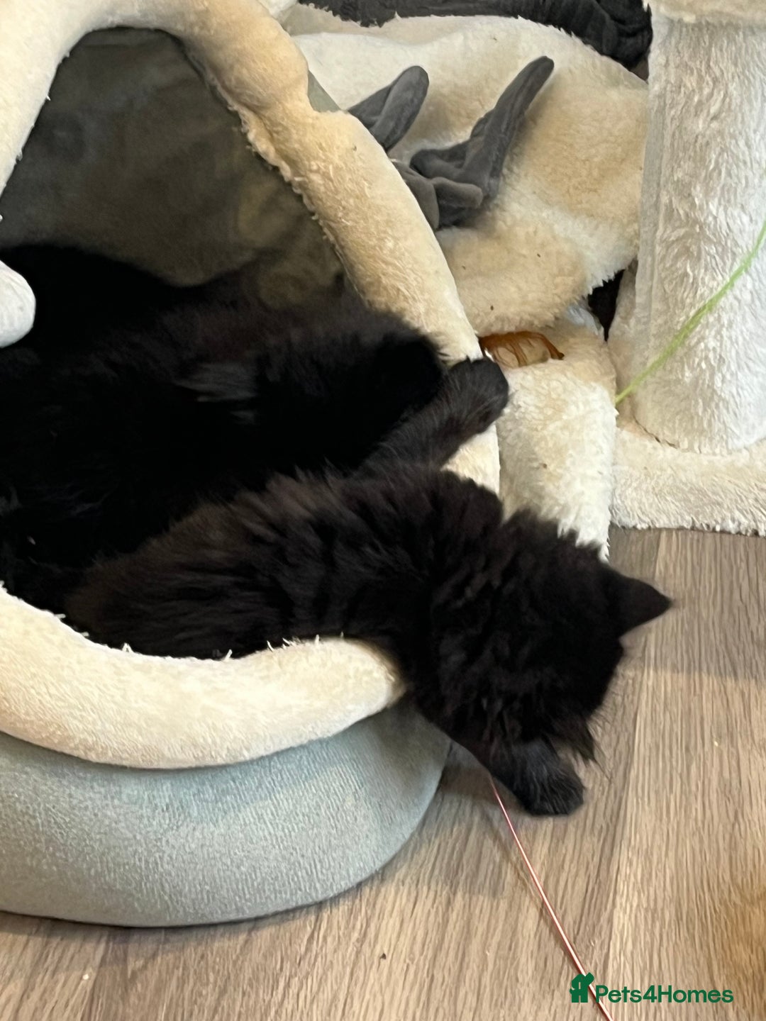 Ragdoll cats for sale: “Adorable Black Ragdoll Kittens – Don’t Miss Out!” - Image 3