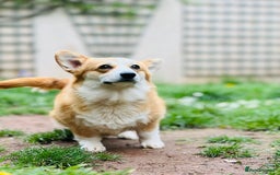 Welsh Corgi Pembroke dogs for sale: Quality Corgi puppies available to loving homes - Image 24