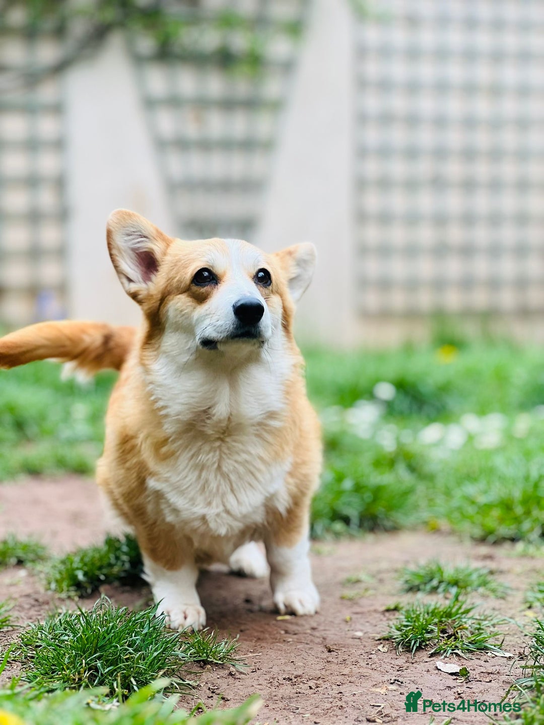 Welsh Corgi Pembroke dogs for sale: Quality Corgi puppies available to loving homes - Image 24
