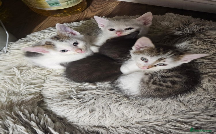 Domestic Shorthair cats - Advert 16