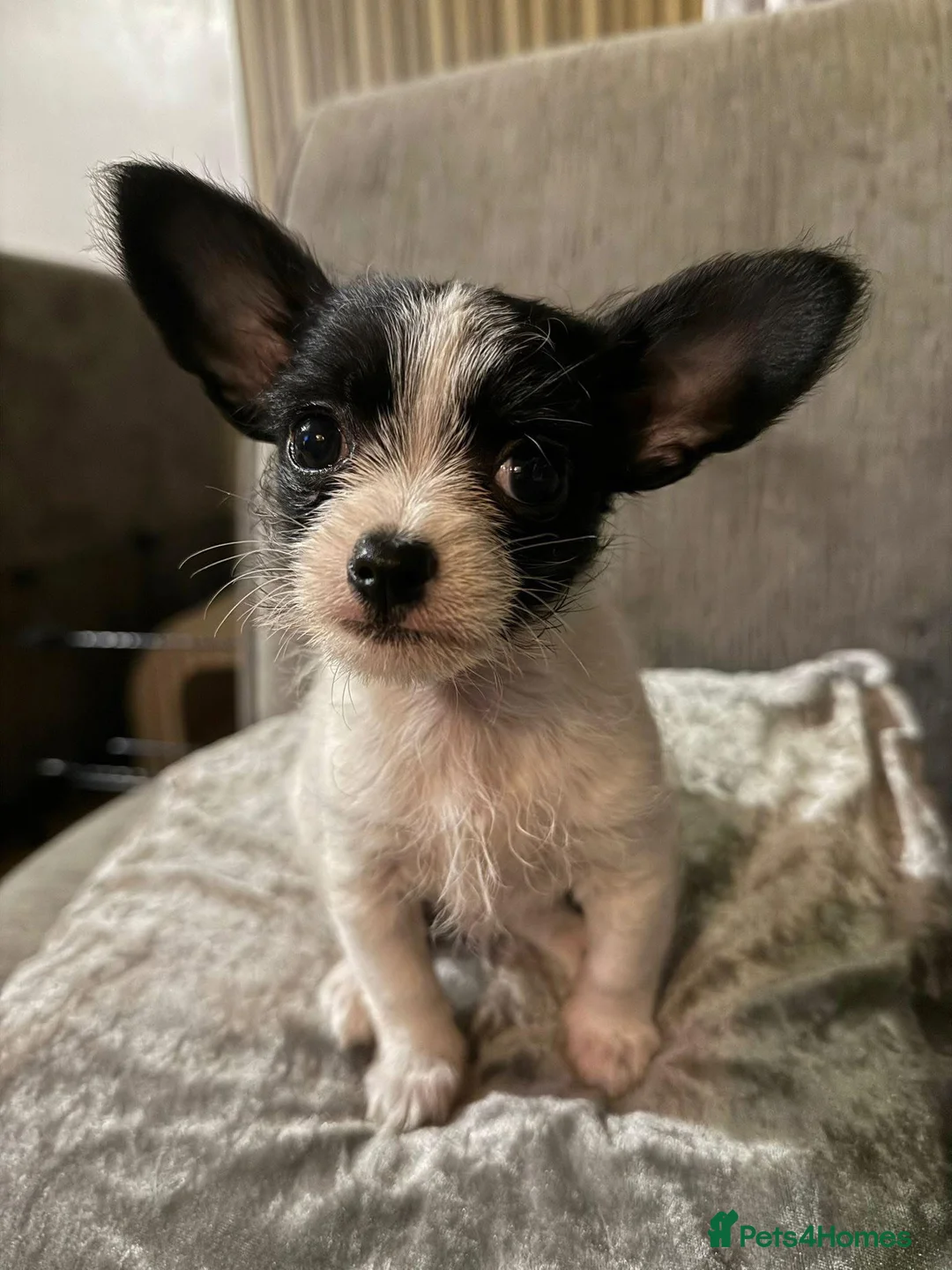 Chihuahua dogs for sale: Chihuahua x Shih ztu - Advert 1