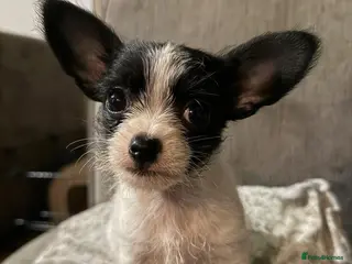 Chihuahua dogs Chihuahua x Shih ztu - Advert 9