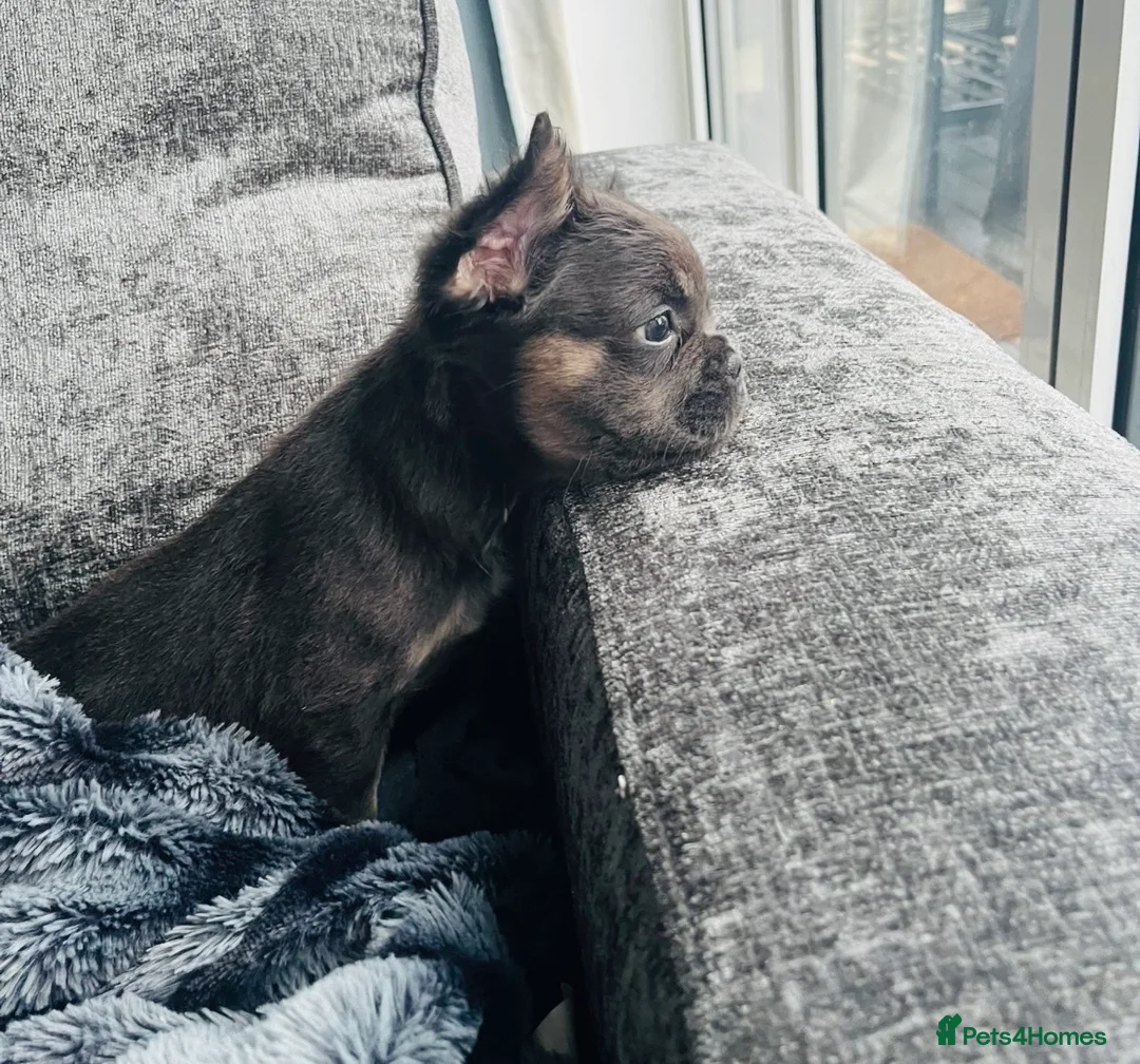 French Bulldog dogs for sale: Blue and tan frenchie girl  - Advert 5